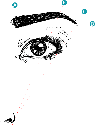 שרטוט של עיצוב גבות