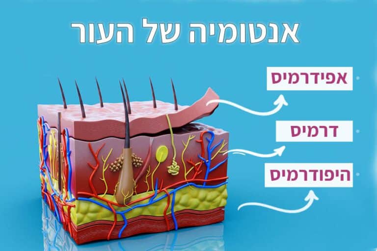 העור שלנו, הוא האיבר הגדול ביותר בגוף האדם. המבנה שלו מורכב משלוש שכבות עיקריות: 1)האפידרמיס (השכבה החיצונית) 2)הדרמיס (השכבה האמצעית) 3)ההיפודרמיס (הרקמה התת עורית)